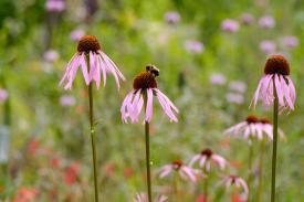 Echinacea in a prairie setting